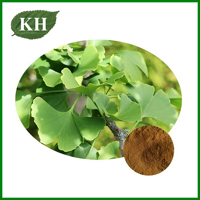 Ginkgo Biloba Leaf Extract Powder Ginkgo Biloba Leaf Extract Powder